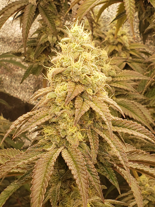 Socrates Sour cannabis seeds being grown indoors under LEDs