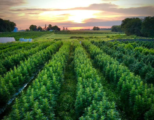 Biscotti Pippen Feminized Plants in Field
