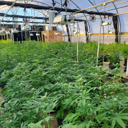 indoor cannabis grow room