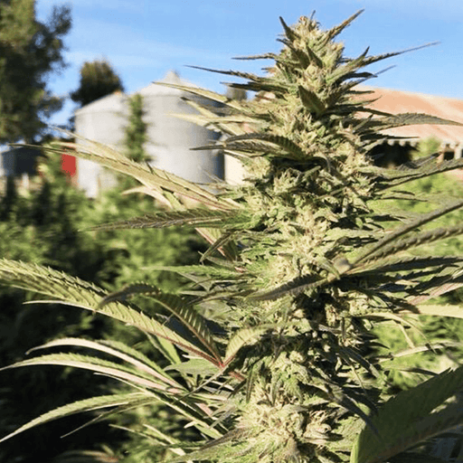 Close up image of Berry Meow mature hemp flower.