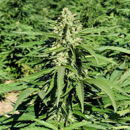 Close up image of CGB Limonene hemp flower growing in farm.