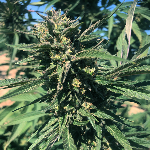 Image of Cherry Bomb flower hemp plant growing in sunny farm. 