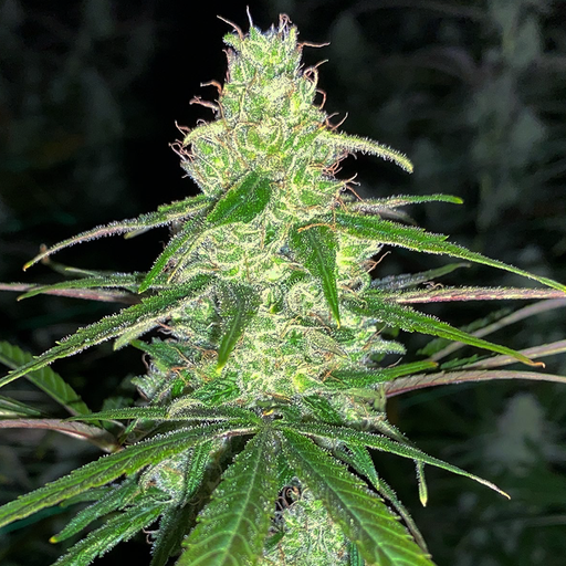 Illuminated image focusing on Sweet Wife hemp flower dense structure. Background is blurred.