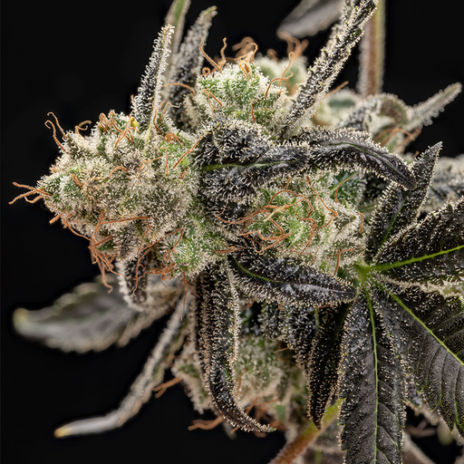 Macro shot of Cherry Sunrise against a black background. White fuzzy terpenes cover the hemp flower.